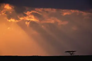 Sunbeams Prints: DDE-90022187