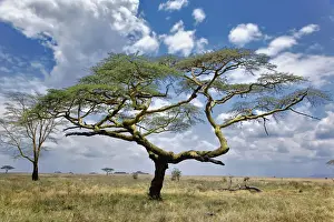 Thorn Prints: DDE-90022213