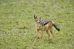 Canis Prints: DDE-90022246