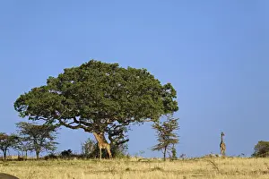 Camelopardalis Prints: DDE-90022257
