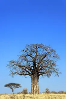 Digitata Prints: DDE-90022279
