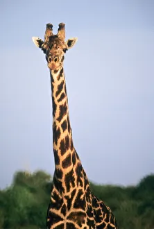 Images Dated 20th July 2011: DDE-90022311