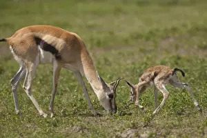 Fawn Prints: DDE-90022317