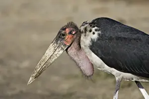 Stork Prints: DDE-90022345