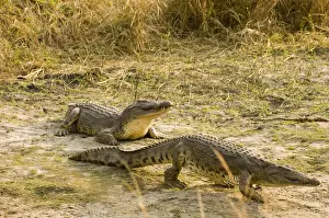 Crocodile Prints: DDE-90022357