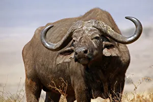 Buffalo Collection: DDE-90022389
