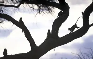 Vervet Prints: DDE-90022399