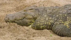 Crocodile Prints: DDE-90022409