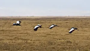 Cranes Prints: DDE-90022414