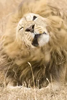 Mane Prints: DDE-90022420