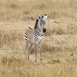 Quagga Prints: DDE-90022424