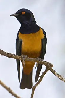 Lamprotornis Prints: DDE-90022456