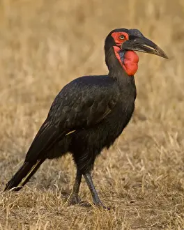 Bucorvus Prints: DDE-90022466