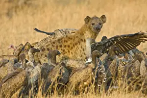 Vultures Prints: DDE-90022476