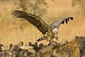 Vultures Prints: DDE-90022477