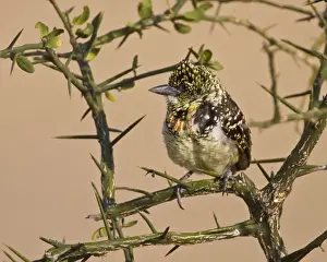 Trachyphonus Prints: DDE-90022478