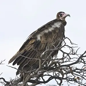 Vulture Prints: DDE-90022479