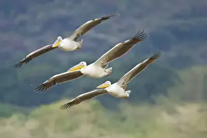 Pelecanus Prints: DDE-90022483