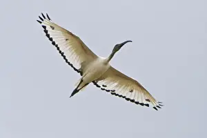 Aethiopicus Prints: DDE-90022493
