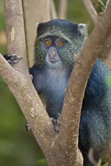 Cercopithecus Prints: DDE-90022496