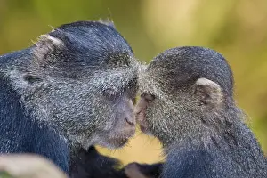 Cercopithecus Prints: DDE-90022498