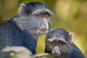Cercopithecus Prints: DDE-90022500
