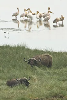 Buffalo Collection: DDE-90022523
