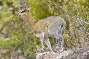 Manyara Prints: DDE-90022526