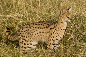 Felis Prints: DDE-90022529