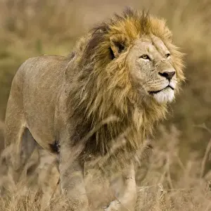 Mane Prints: DDE-90022541