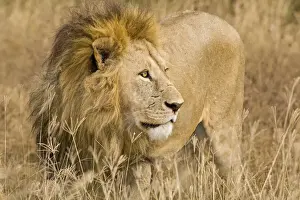 Mane Prints: DDE-90022542