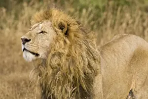 Mane Prints: DDE-90022543