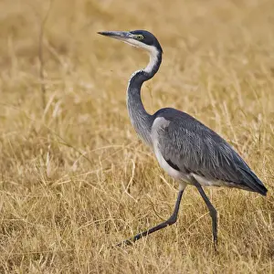 Ardea Prints: DDE-90022548