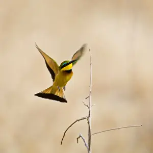 Winged Prints: DDE-90022554