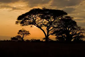 Baobab Prints: DDE-90022558
