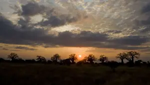 Baobab Prints: DDE-90022559