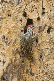 Woodpecker Collection: DDE-90022573
