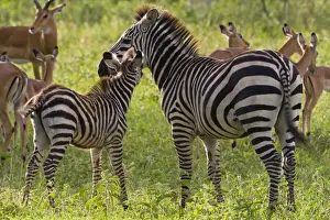 Tarangire Prints: DDE-90022626