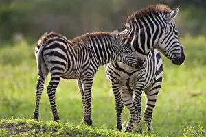 Tarangire Prints: DDE-90022627