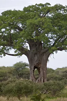 Baobab Prints: DDE-90022631