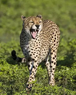 Yawn Prints: DDE-90022643