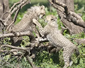 Ndutu Prints: DDE-90022645