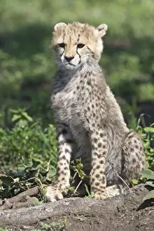 Ndutu Prints: DDE-90022649