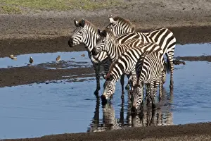 Zebras Prints: DDE-90022668
