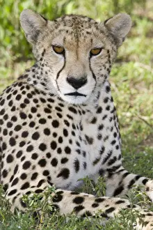 Ndutu Prints: DDE-90022669