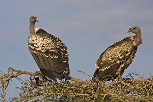 Griffon Prints: DDE-90022688
