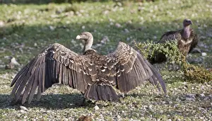 Griffon Prints: DDE-90022714