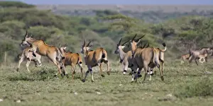 Oryx Prints: DDE-90022718