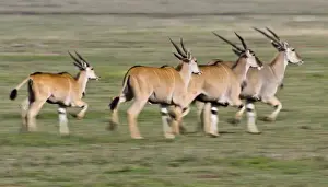 Oryx Prints: DDE-90022719