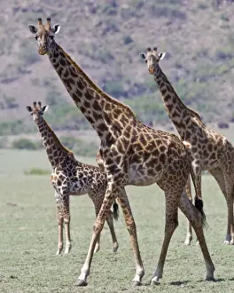 Camelopardalis Prints: DDE-90022723